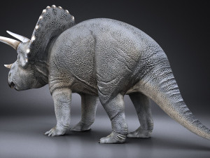 Triceratops 3D मॉडल