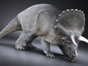 Triceratops 3D मॉडल
