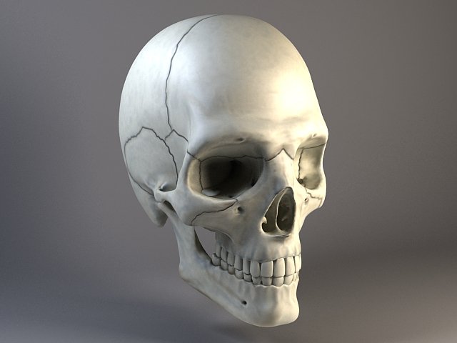 Man Skull 3D Model .c4d .max .obj .3ds .fbx .stl .blend 