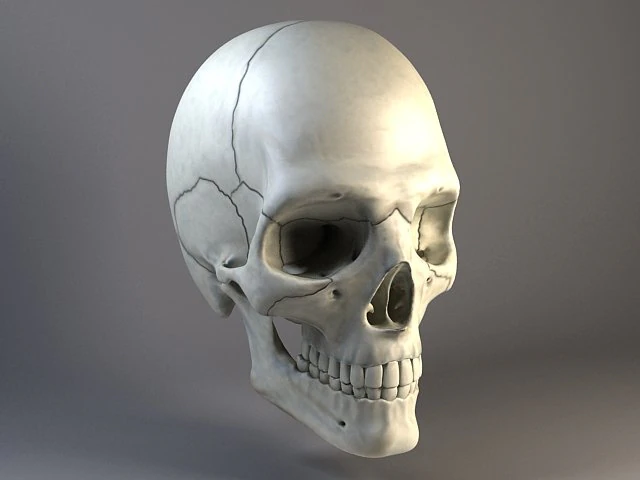 Cr&acirc;nio de homem Modelo 3D .c4d .max .obj .3ds .fbx .stl .blend 