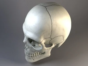 Cr&acirc;nio de homem Modelo 3D