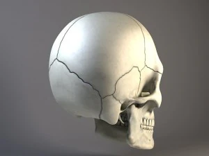 Cr&acirc;nio de homem Modelo 3D