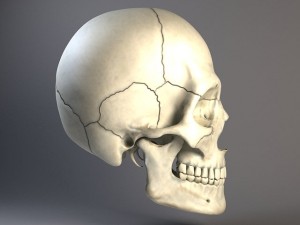 Man Skull 3D Model
