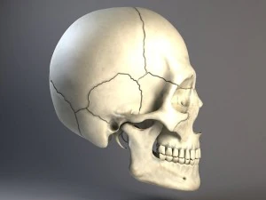 Cr&acirc;nio de homem Modelo 3D