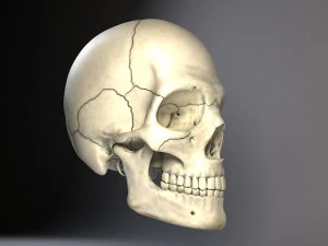 Cr&acirc;nio de homem Modelo 3D