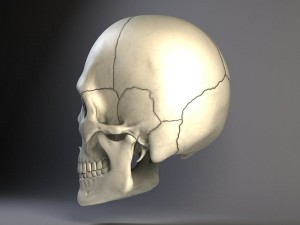 Man Skull 3D Model