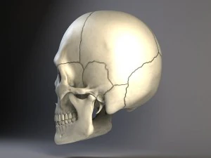 Cr&acirc;nio de homem Modelo 3D