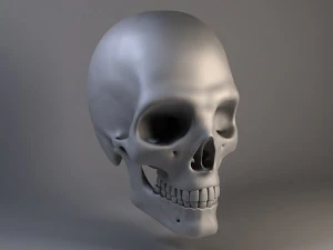 Cr&acirc;nio de homem Modelo 3D