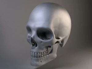 Cr&acirc;nio de homem Modelo 3D