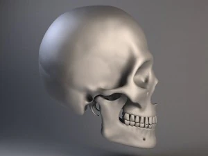 Cr&acirc;nio de homem Modelo 3D