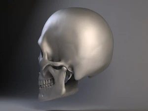 Cr&acirc;nio de homem Modelo 3D