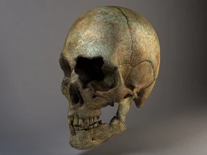 Mannsch&auml;del geknackt 3D Modell