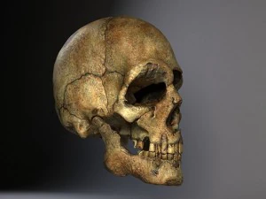 Mannsch&auml;del geknackt 3D Modell