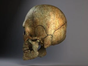 Mannsch&auml;del geknackt 3D Modell