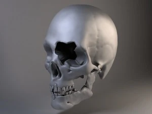 Mannsch&auml;del geknackt 3D Modell