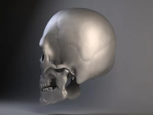 Mannsch&auml;del geknackt 3D Modell