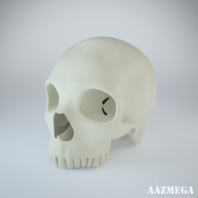 humans skull 3D Model .c4d .max .obj .3ds .fbx .stl .blend