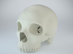 humans skull 3D Model