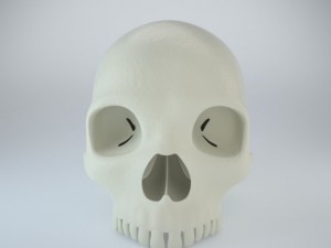 humans skull 3D Model