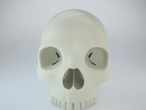 humans skull 3D Model