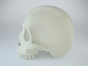 humans skull 3D Model