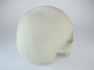 humans skull 3D Model