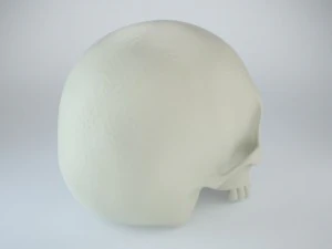 humans skull 3D Model