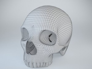 humans skull 3D Model