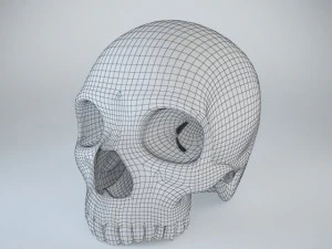 humans skull 3D Model