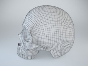 humans skull 3D Model