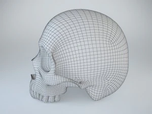 humans skull 3D Model