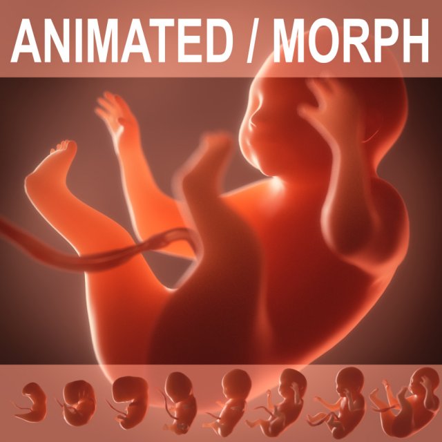 human embryo fetus growth animation 3Dモデル .c4d .max .obj .3ds .fbx .stl .blend 