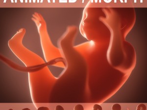 human embryo fetus growth animation 3D Model
