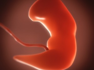 human embryo fetus growth animation 3Dモデル