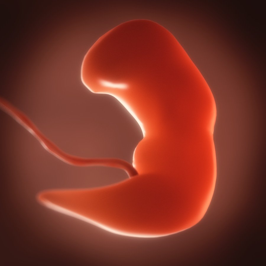human embryo fetus growth animation 3D Model in Anatomy 3DExport