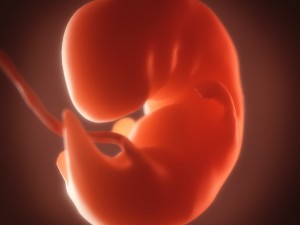 human embryo fetus growth animation 3Dモデル