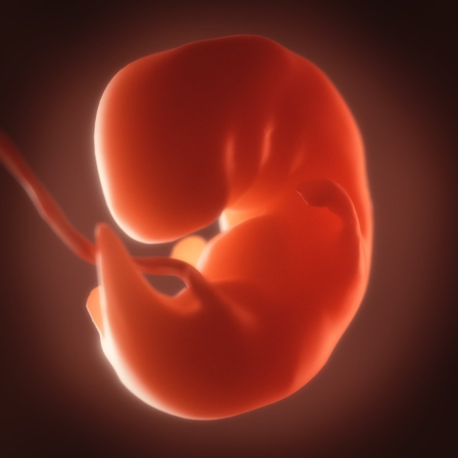 human embryo fetus growth animation 3D Model in Anatomy 3DExport