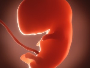 human embryo fetus growth animation 3Dモデル