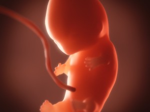 human embryo fetus growth animation 3Dモデル