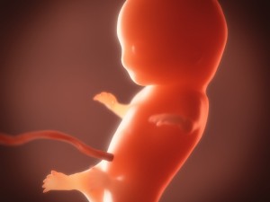 human embryo fetus growth animation 3Dモデル