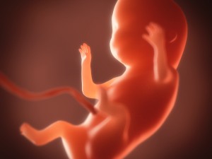 human embryo fetus growth animation 3Dモデル