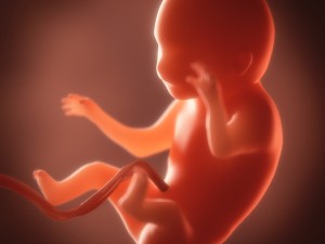 human embryo fetus growth animation 3Dモデル