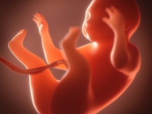 human embryo fetus growth animation 3Dモデル