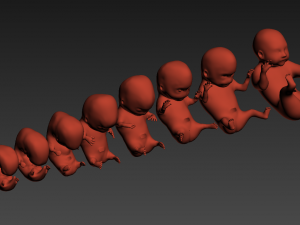 human embryo fetus growth animation 3Dモデル