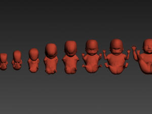 human embryo fetus growth animation 3Dモデル