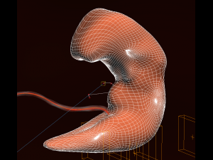 human embryo fetus growth animation 3Dモデル
