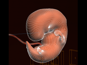 human embryo fetus growth animation 3Dモデル