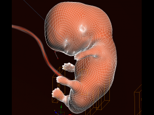 human embryo fetus growth animation 3Dモデル
