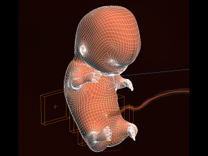 human embryo fetus growth animation 3Dモデル