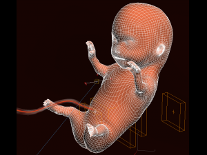 human embryo fetus growth animation 3Dモデル